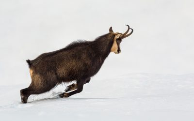 Gämse im Winter