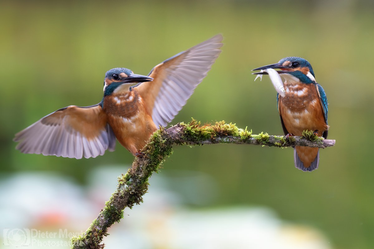 Eisvogel